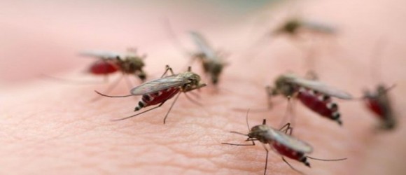 Dịch vụ xử lý côn trùng gây hại: ruồi, muỗi, gián, kiến ....
