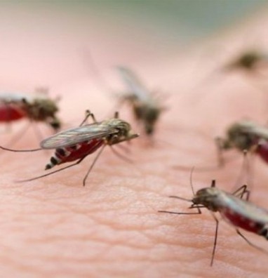 Dịch vụ xử lý côn trùng gây hại: ruồi, muỗi, gián, kiến ....